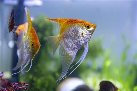 神仙魚產卵幾天孵化|神仙魚的飼養與繁殖方法